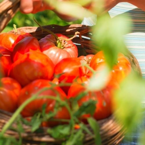 basket full of fresh tomatoes